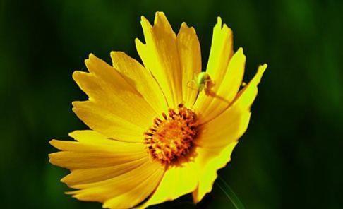 农历|农历7月3号起,最适合养这些花,种植此款花卉,服盆快长势旺