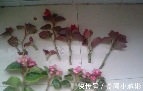 四季海棠|养盆这一种花,遇土就活,四季开花,种一盆,开一年,美过绿萝!