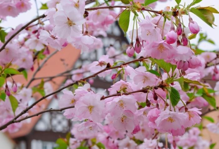 我国曾经轰动一时的樱花小镇,花下巨资打造,如今怎么了