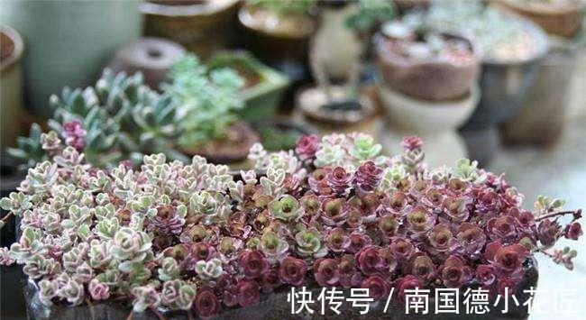 龙血景天，名字很霸气，实则是小清新的多肉植物小球玫瑰