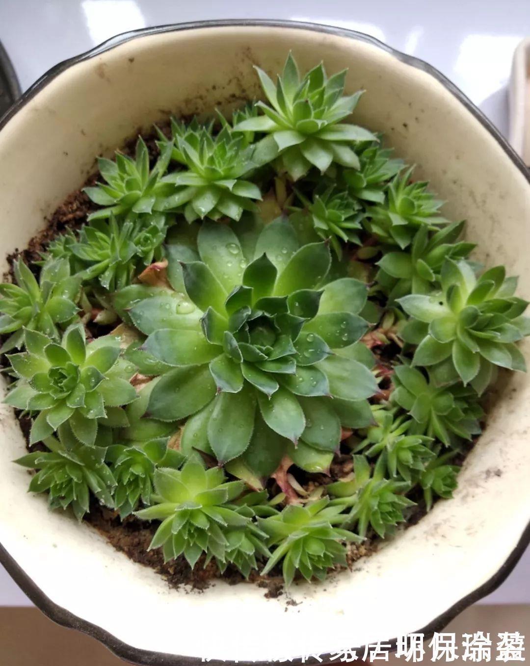 铜钱草|养花达人：张大爷家的花，1年养成“大转盘”，1次冒出25个头！