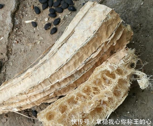 农村丝瓜越老越“值钱”,别只用来洗碗,还有好多用途!