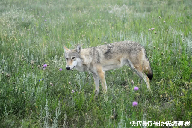 北方山村现“狼群出没”，最近路过周边的游客，爬山记着找个伴出行