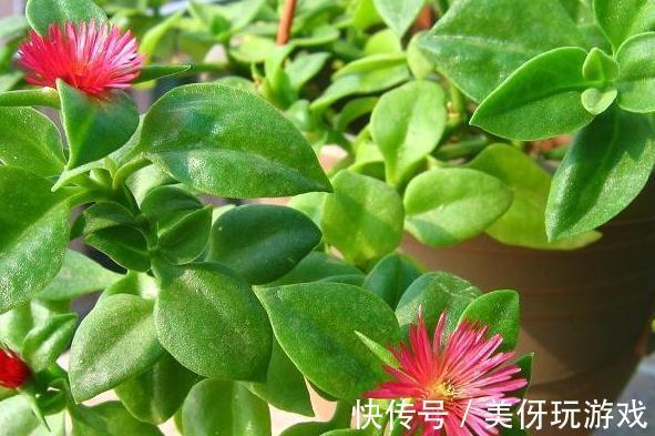 农历十月初三立冬后,养什么花?以下3种花,前程似锦红红火火