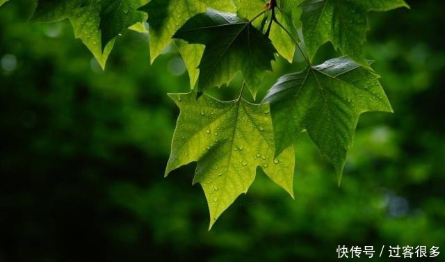 八首绝美爱情诗词我见众生皆草木,唯你是青山!