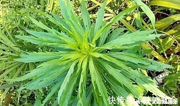 中草药|农村一种野草，农民很讨厌，却是极品中草药，止血效果非常好