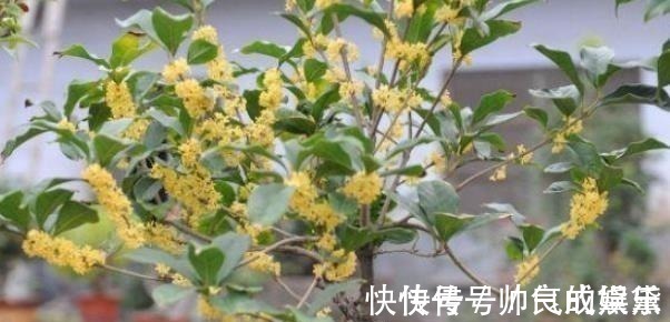 花卉|有钱人家中养花特讲究,就只养此4种花,难怪好运直上不停