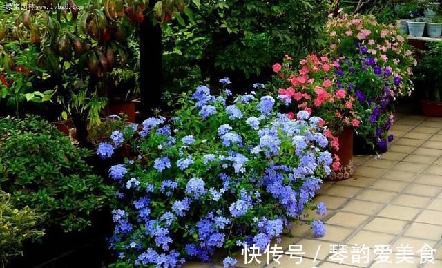 立秋后，建议扦插6种花，温度适宜“利于”生根，成活率高