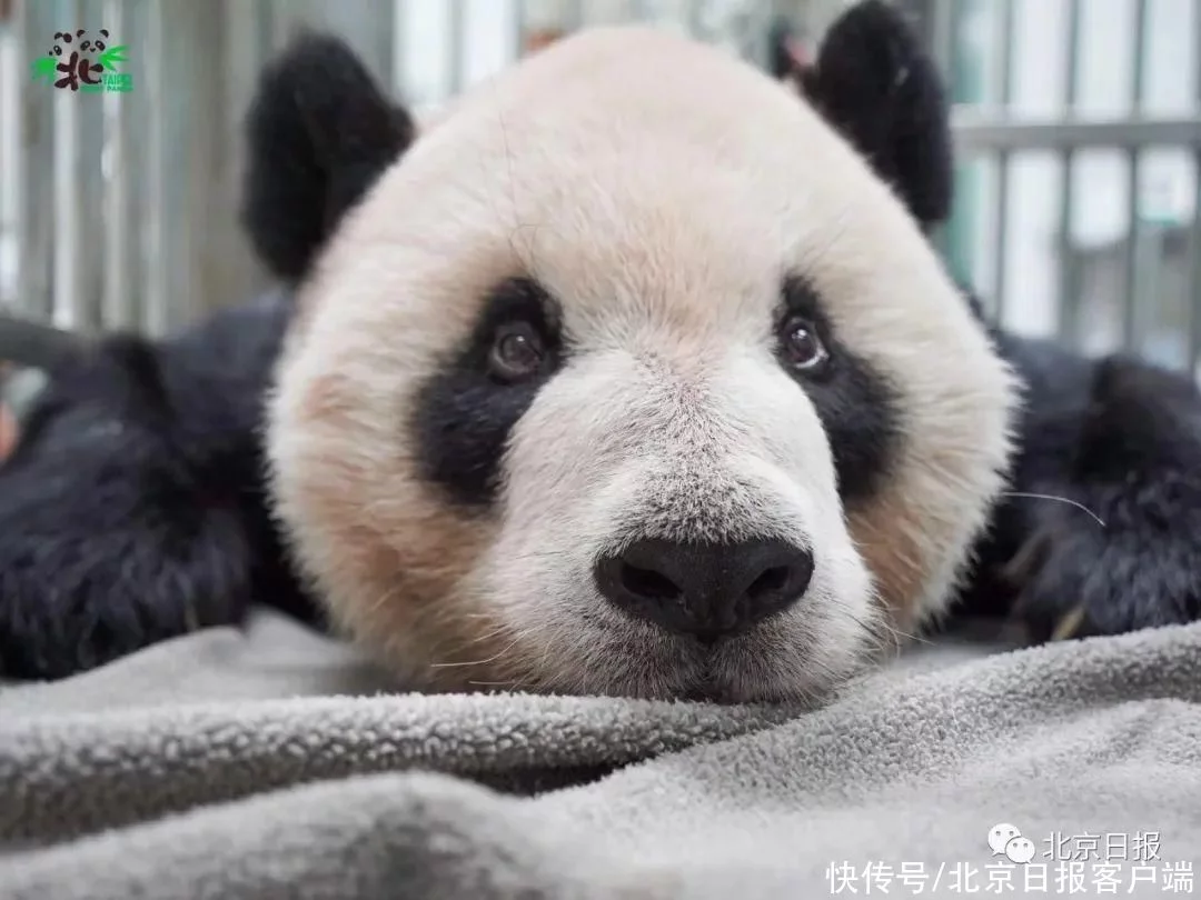 大陆赠台大熊猫“团团”生病了？最新查抄情况——