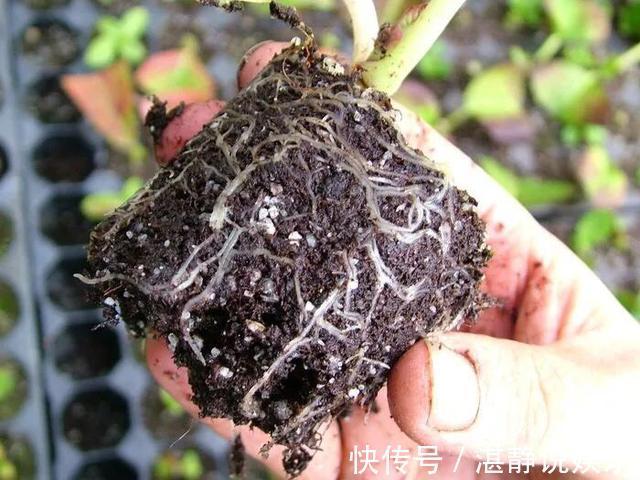 秋天|秋天就扦插“绣球花”,遇土就生根,阳台放不下,春天开成花园