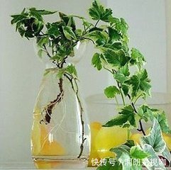 红薯|养5种花卉,没土就能活,“只浇水”嗖嗖爆盆,变成“绿窗帘”