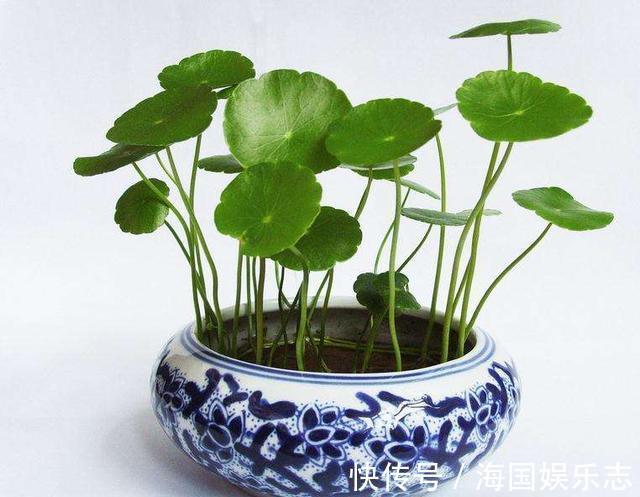 遮阳网|抵不住高温花卉全死了,那就剪成“秃秃花”,1个月又重新长爆盆