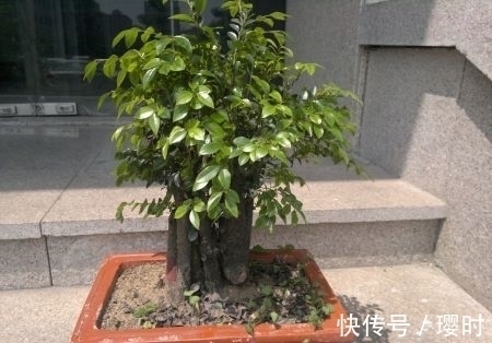 植物|橘子皮养花妙招分享，除了这3种用法外，你还晓得哪些？