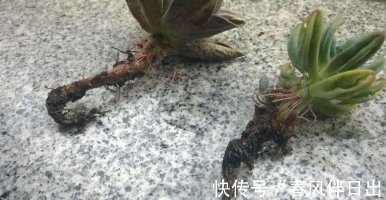 叶子|夏季天热,多肉易黑腐化水?别着急,学会这些问题统统能搞定