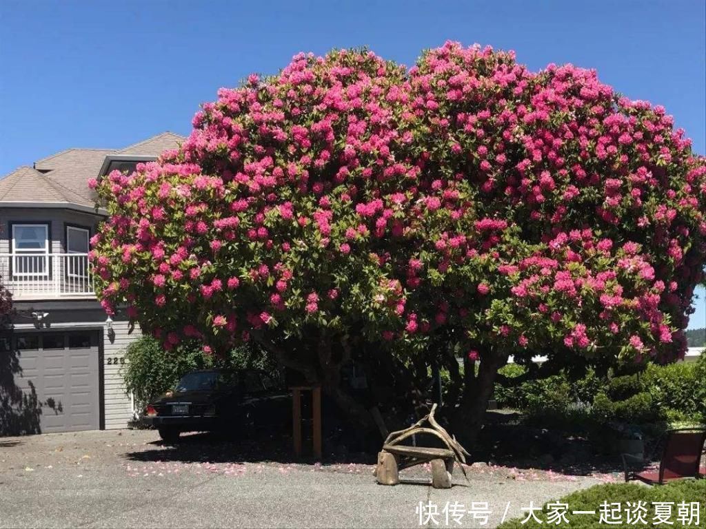 杜鹃花树|3棵很珍贵的“宝贝树”，一棵就生长在中国，价值超过1亿