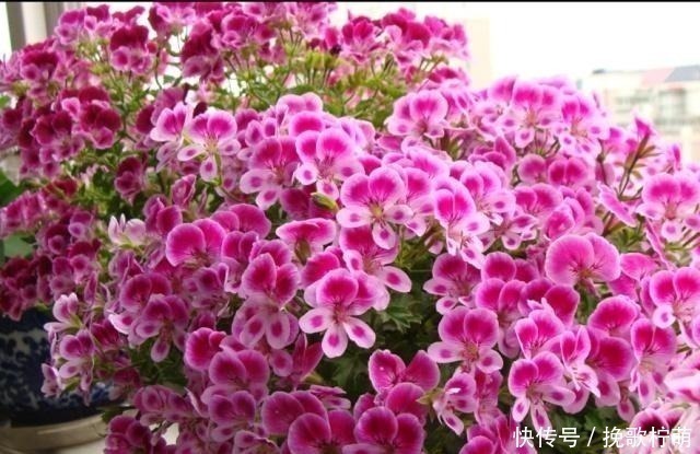 欧洲最流行的阳台花卉，花色艳丽，三季开花，极易爆盆，养花选它！