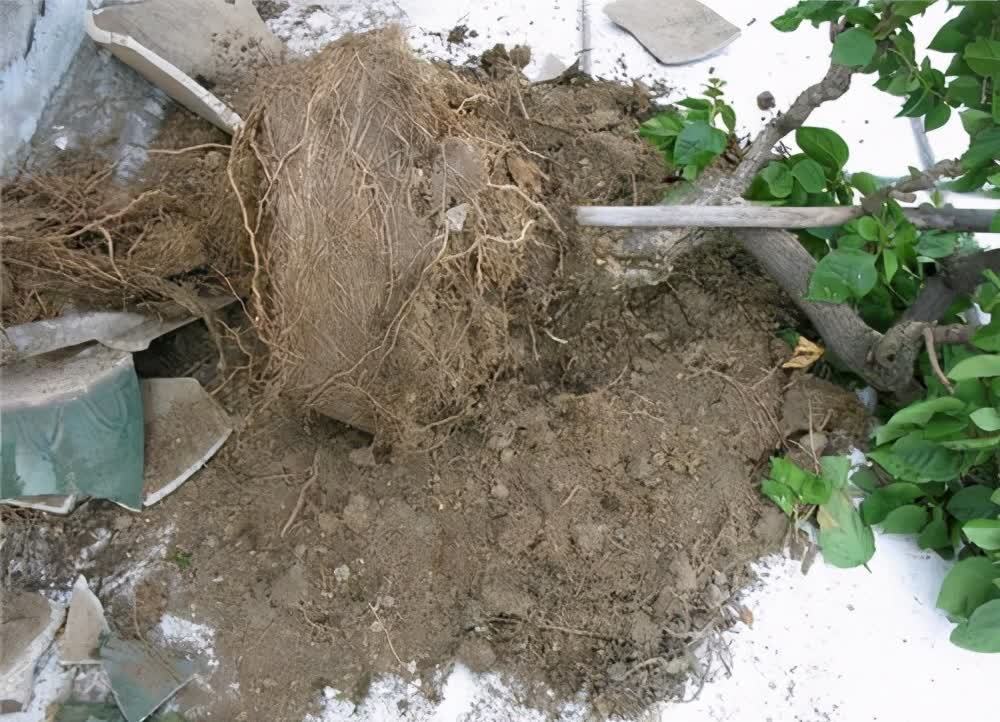 门前栽桂花,人前显富贵!新买的做好4点,缓苗快,花满枝