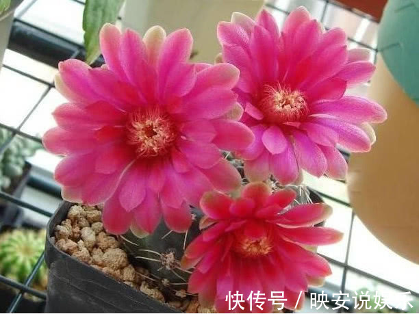 球属|见过“仙人球”开花吗想要开出漂亮的花,掌握3点就够了,美!