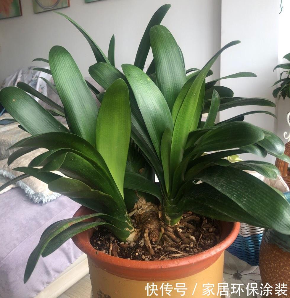 浇水|4种不娇气的花,管理很粗犷,照样能开花,枝叶美到爆