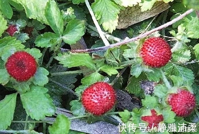 咽喉肿痛|感冒、咽喉肿痛、咳嗽？莫慌！吃几颗此果，现在知道还不晚！