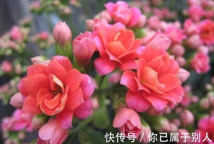 4种便宜又好养的花,名字好听,开更美,开花漂亮上档次!