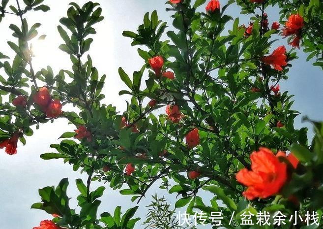 品种|石榴的花好看果也好看,栽在庭院中最适合,但石榴有花无果时咋办