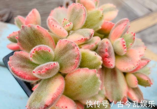 熊童子，花普货的价钱赏贵货的颜值，做好5点，红叶尖肥叶片都要