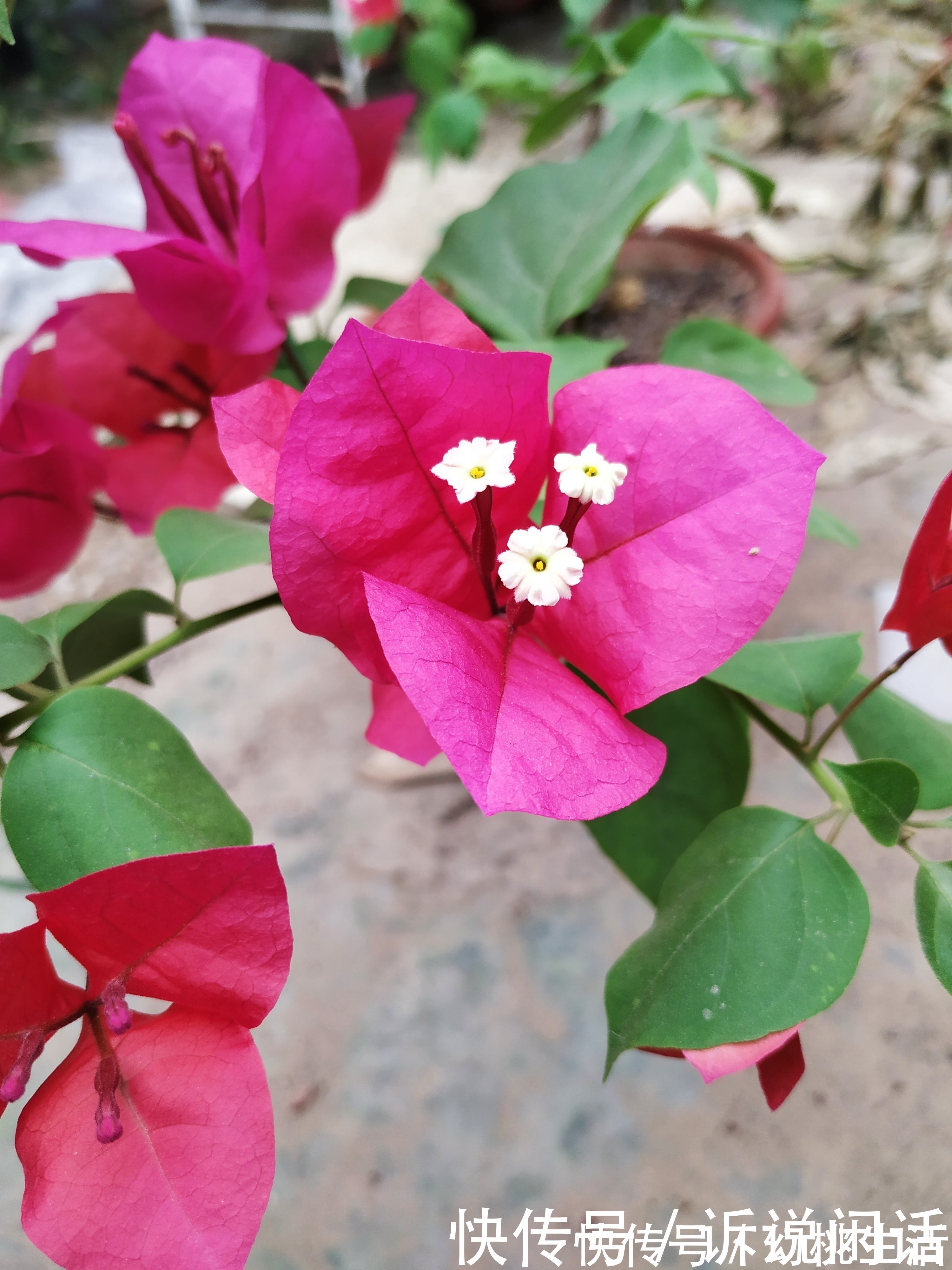 早知道三角梅在秋后是这样管理的,也不至于死了那么多