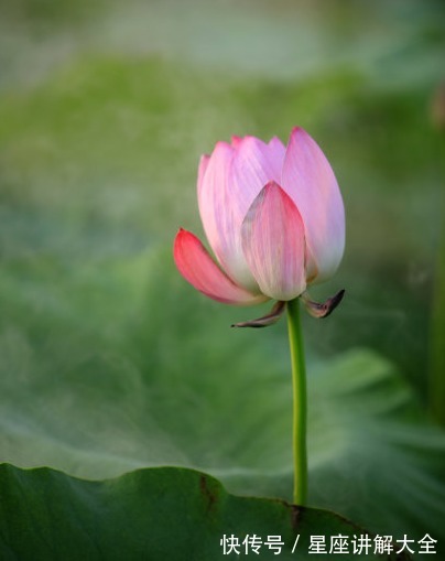 家庭|8月起时来运转，4属相吉星照耀，家庭和和美美，生活蒸蒸日上