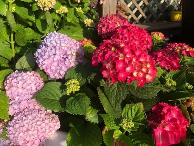 圆滚滚的绣球,瀑布般的花墙,这届花友也太会种花了吧