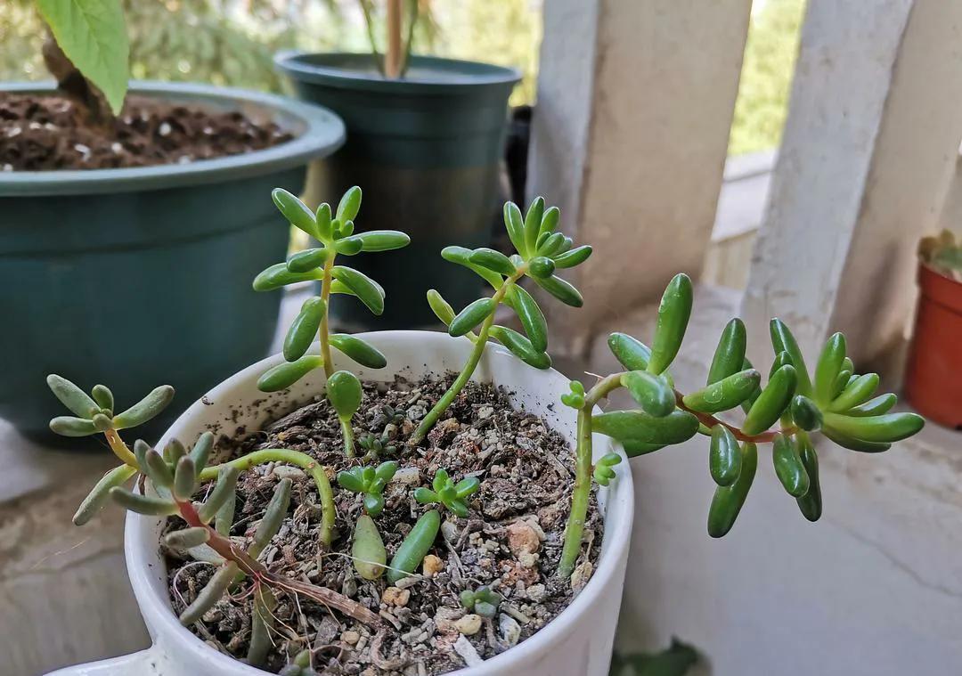 多肉长出小崽崽，不要做此件事，不然后悔都来不及