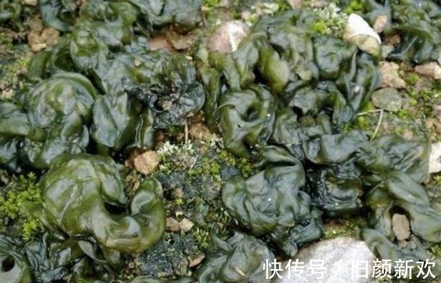 营养价值|雨后农村的山上会长出“脏野菜”,营养价值很高