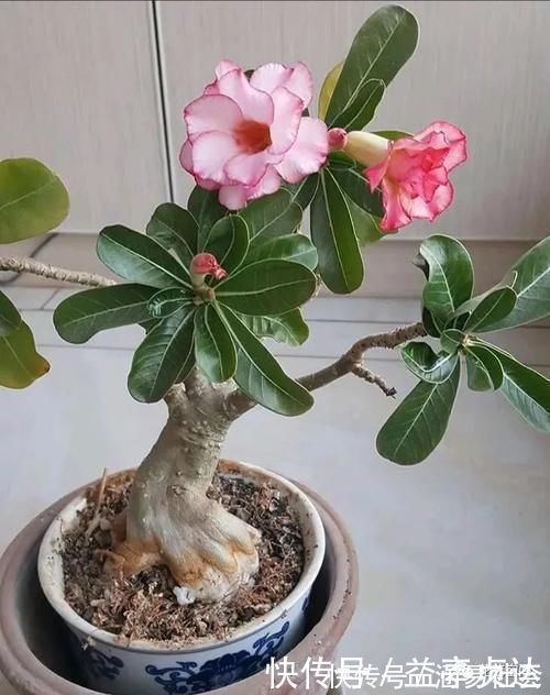 花根|这6种花,浇水越多死的越快,千万管住手,少浇水长得旺