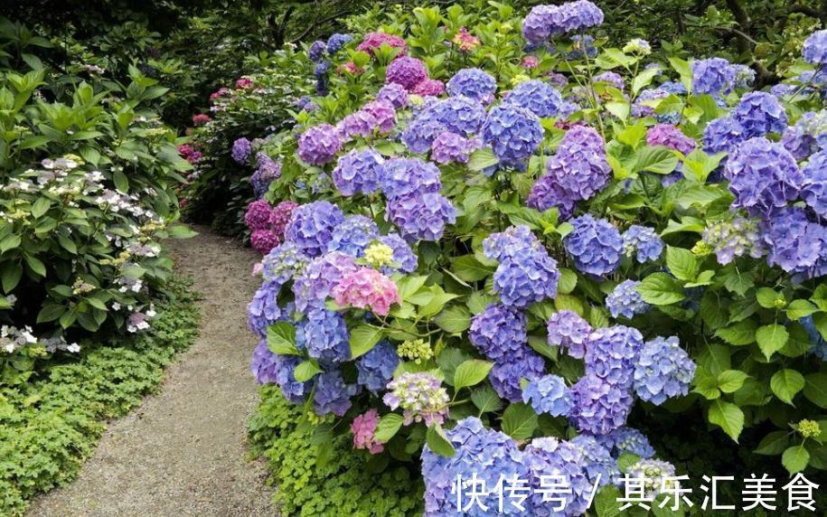 养殖绣球花,别再羡慕别人家花色丰富了,这么就能变色