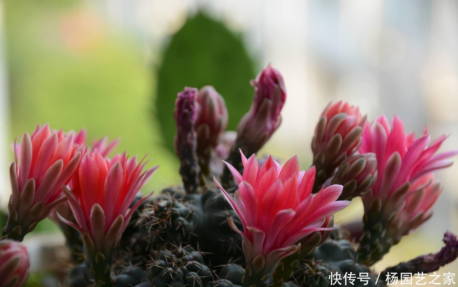 好养又省心的“4种花”,不用管就蹭蹭长,是很棒的室内绿植