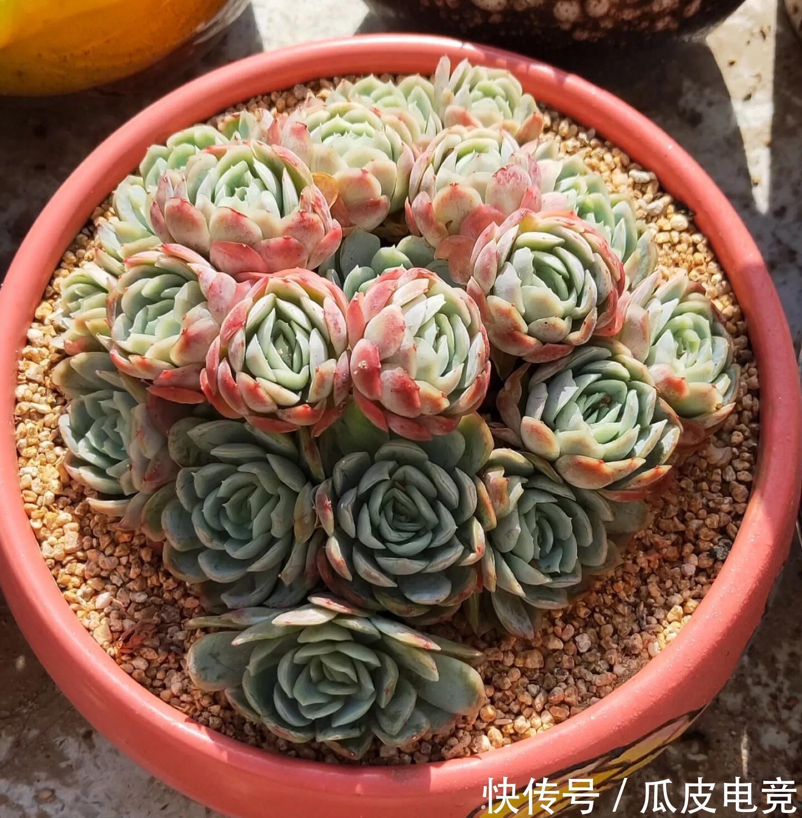 谁说多肉都是一个样，她养的多肉就与众不同，叶片如花，香气浓郁