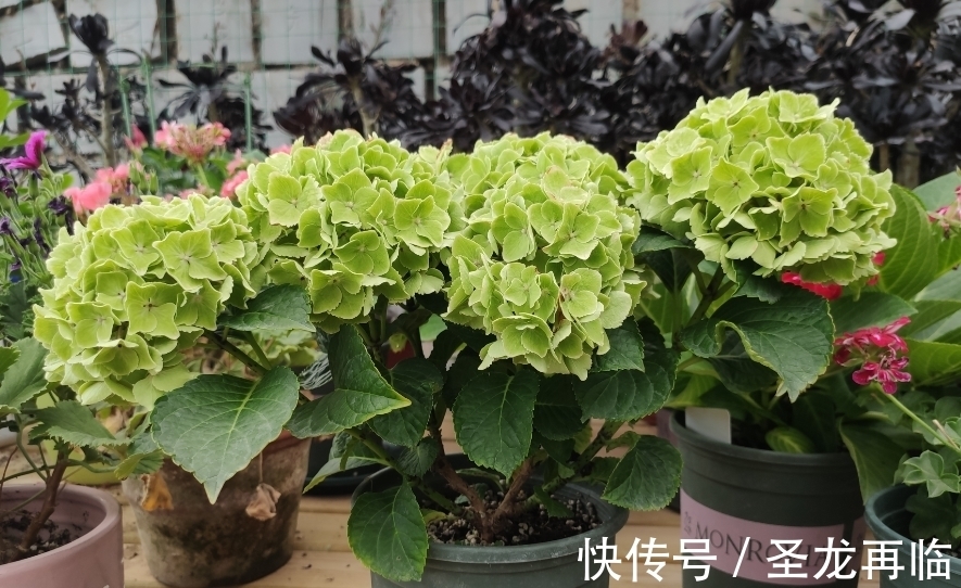 养花也要养“独特”品种,这些“绿颜色”的花就不错,喜欢可以养