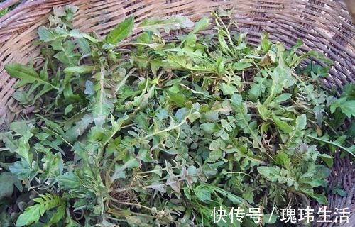 荠菜|乡下这“野菜”5块一斤,谁都爱吃,掏钱从不手软,五六斤嫌少了
