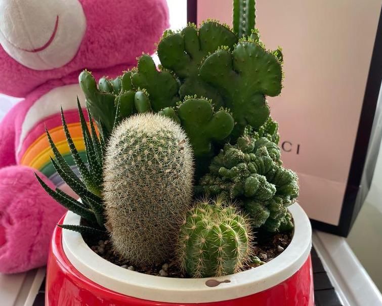 常忘记给盆栽浇水，不如就露天养仙人球，粗放管理，开花美极了