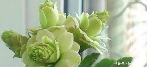 家里不如养盆浪漫“绿巴黎”吧是长寿花中的极品,花期长又好养