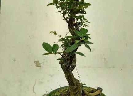 很好辨认的1种藤本植物,别轻易触碰,却是制作盆景的优良素材