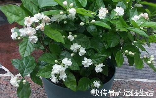 茉莉花|螨虫、细菌最“厌恶”的3种花,赶紧养1盆,烦恼“消除”身体棒