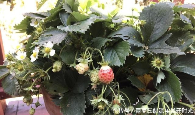 2种“水果”，特别好种，阳台养1盆，果子甜又多，好吃又营养