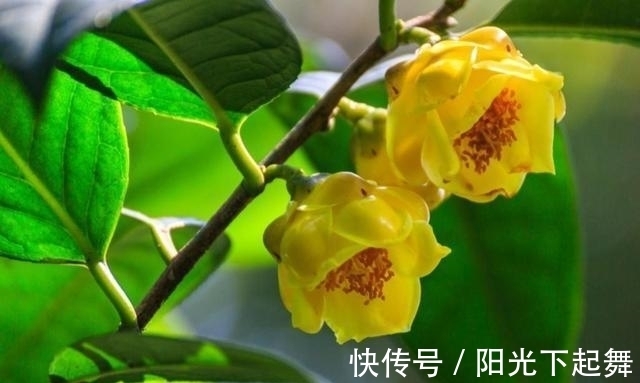 花瓣|此花被誉为“植物黄金”，花色金黄，晒干了有价值，营养含量高