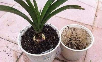 花肥不用多，一种就足够，花不了几块钱，养啥花旺啥花