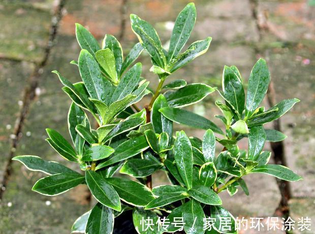 十月不知养啥花？看看这六种，好养又漂亮，可以放心入手