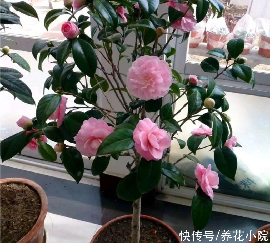 养茶花，孕蕾期间做好4件事，不落花苞，提前开花