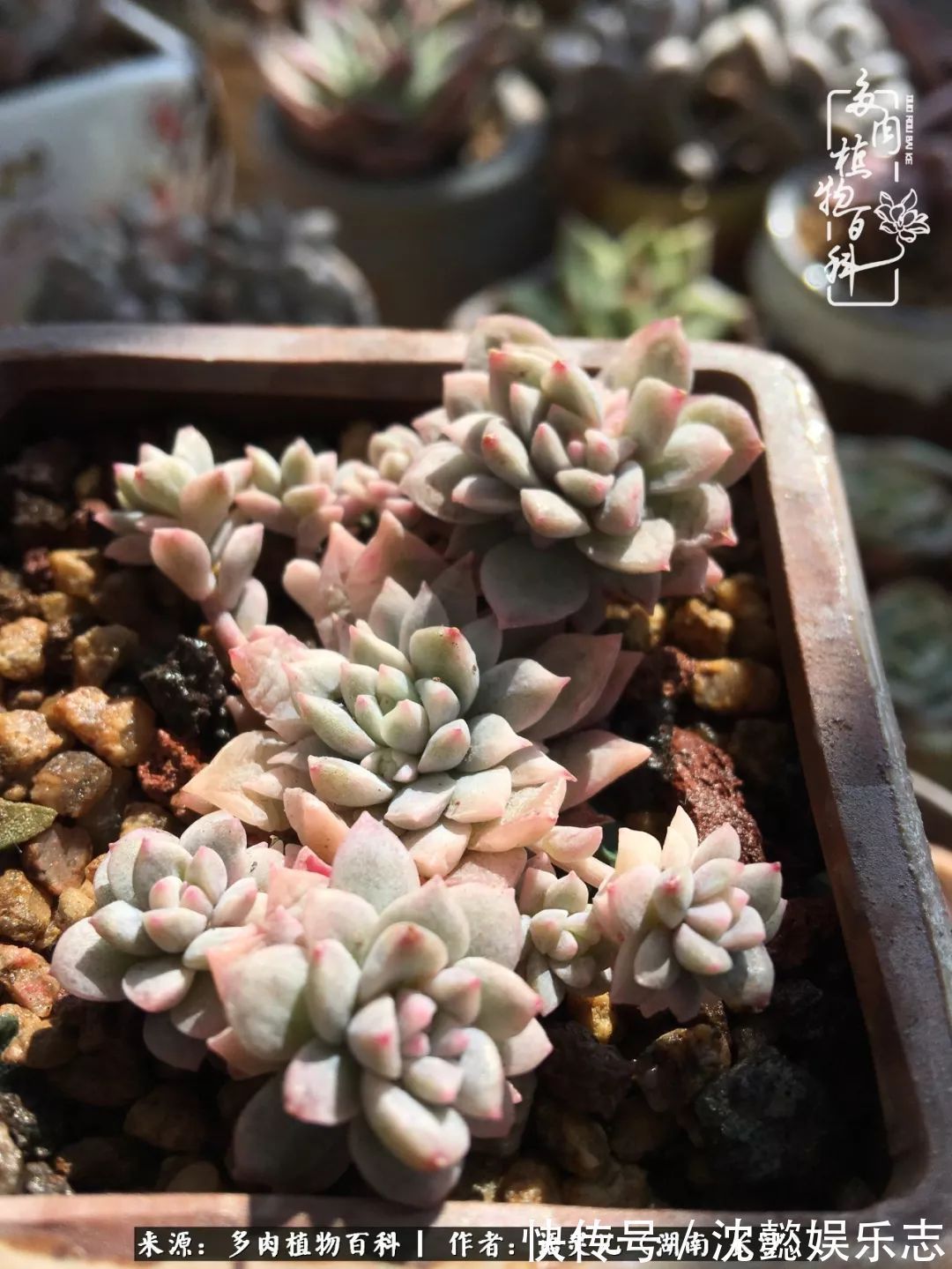 阳台党|邂逅多肉,爱折腾的阳台党,总能收获简单纯粹的快乐!