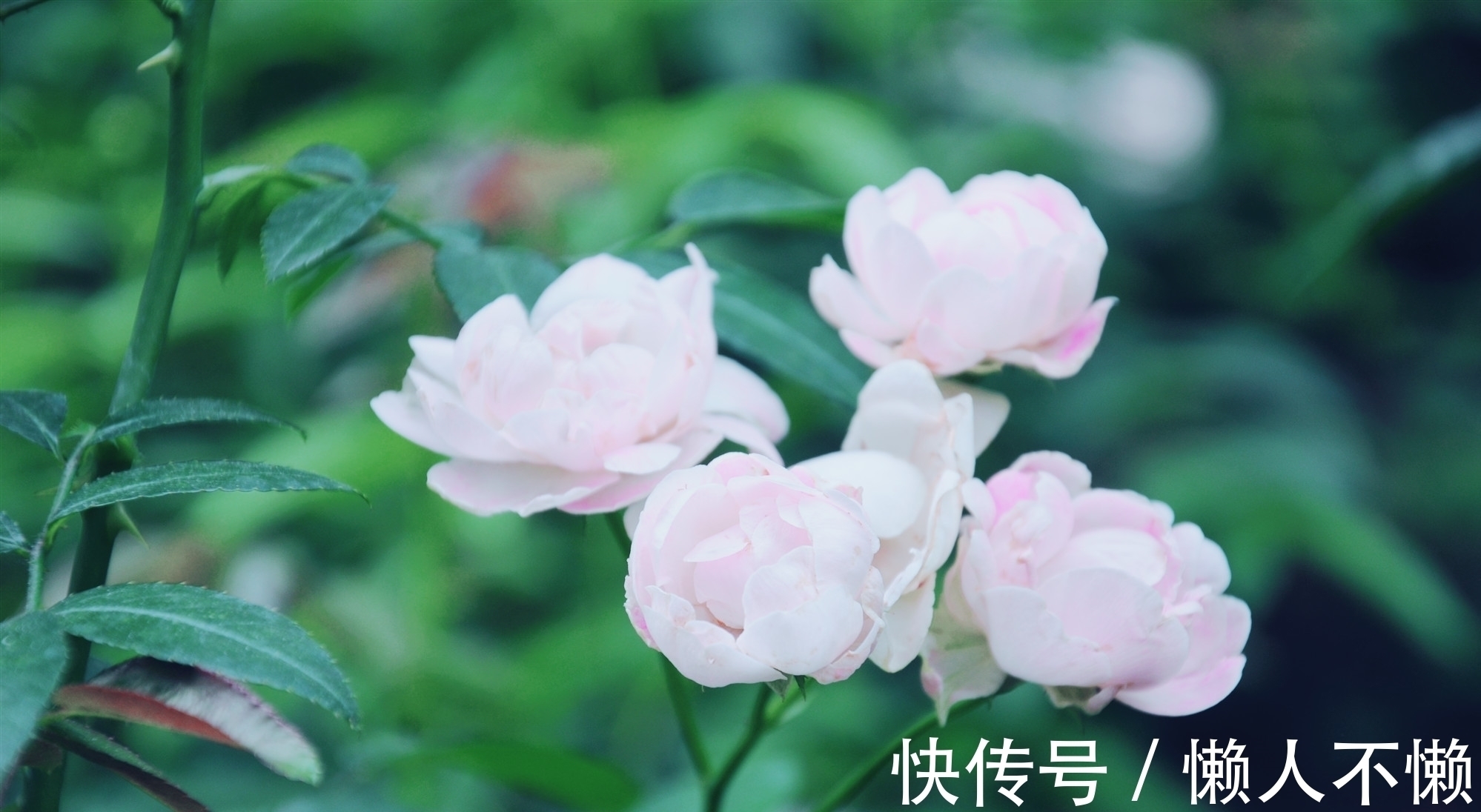 过雨荷花满院香#宁肯媚晚凉,清风匝地随,一抹烟雨红尘事,半盏清欢岁月情