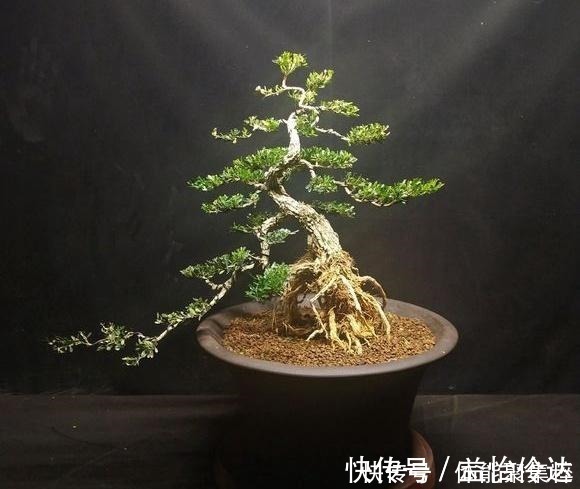 皱皮雀舌|分享几个皱皮雀舌黄杨盆景,都是高提根的,非常有排面哦,求鉴赏!